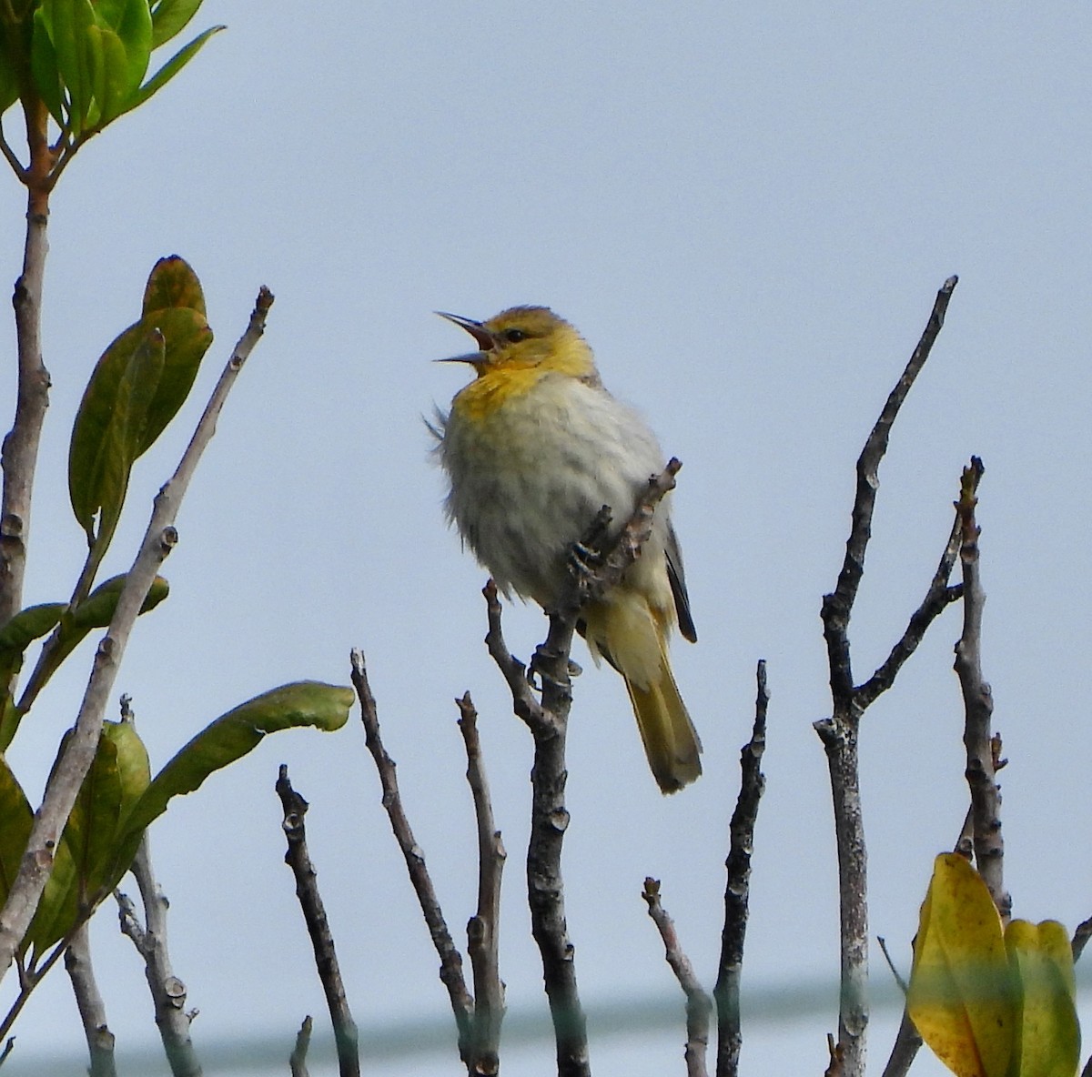 Bullock's Oriole - ML622134665