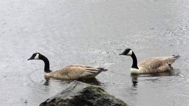 Canada Goose - ML622134686