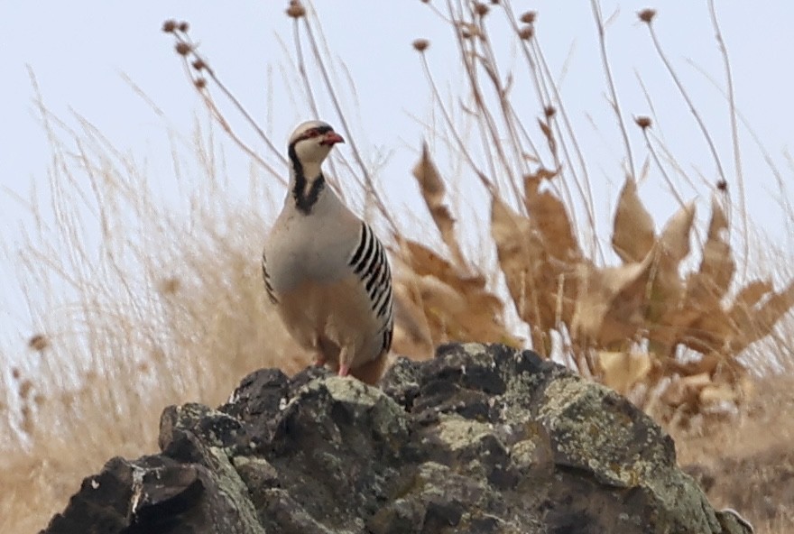 Chukar - Mary Cantrell