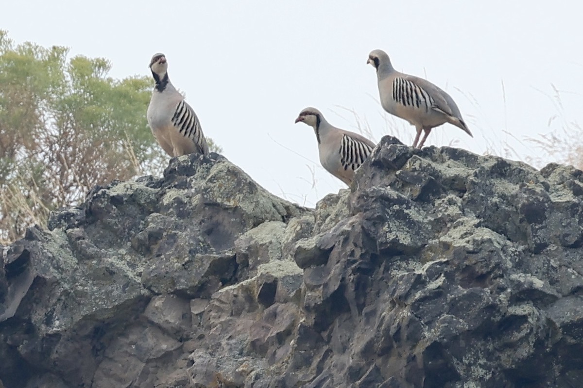 Chukar - ML622134703