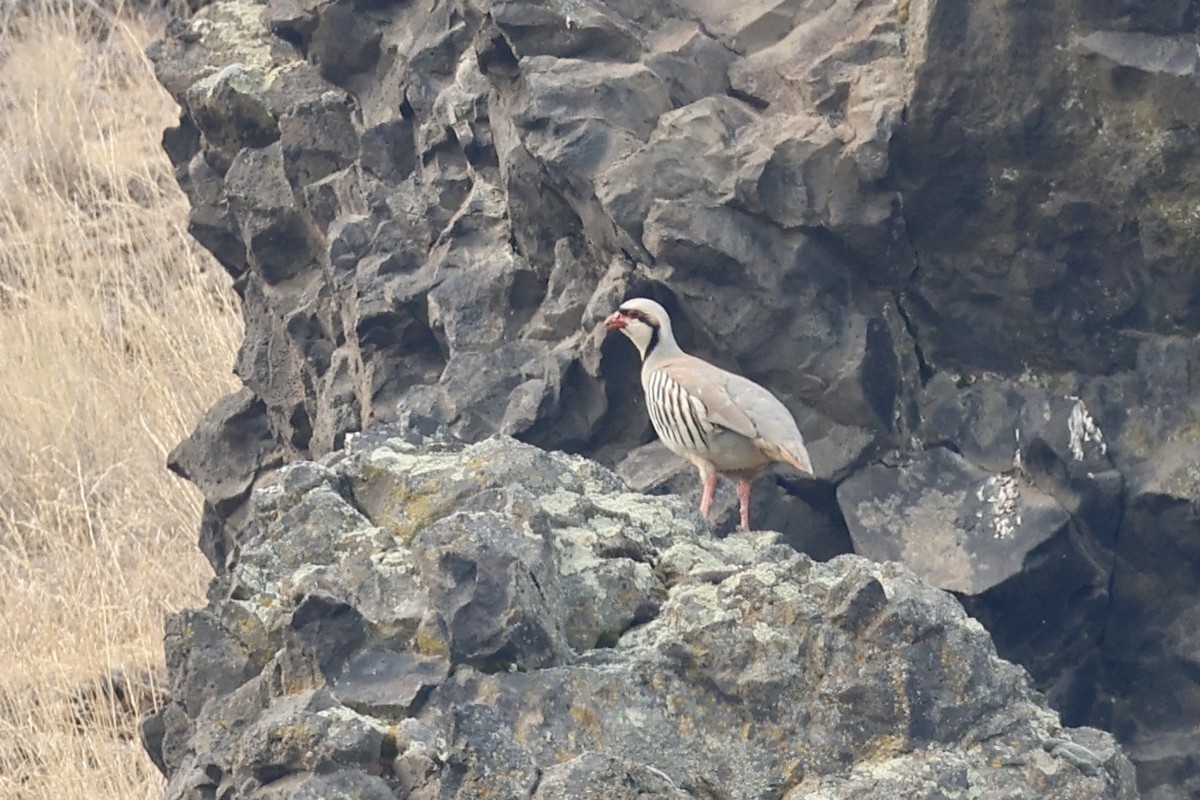 Chukar - ML622134705