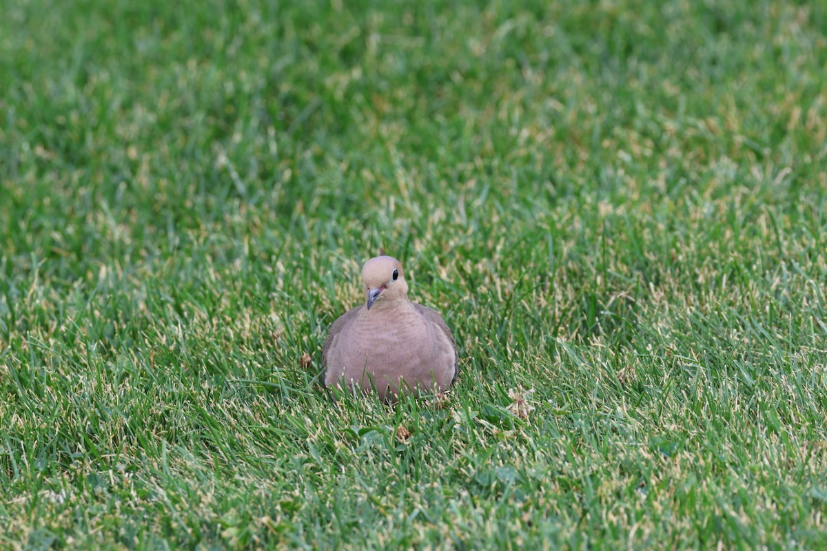 Mourning Dove - Mary Cantrell