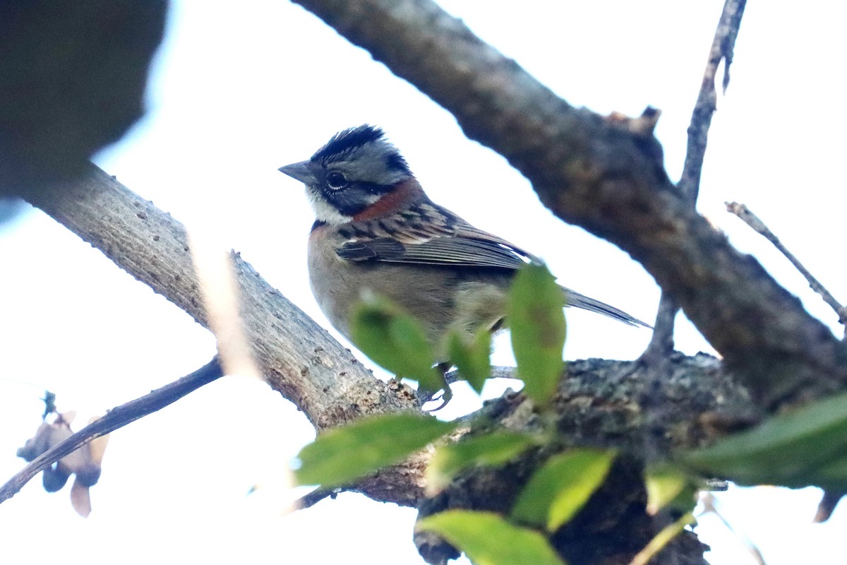 Rufous-collared Sparrow - ML622134729