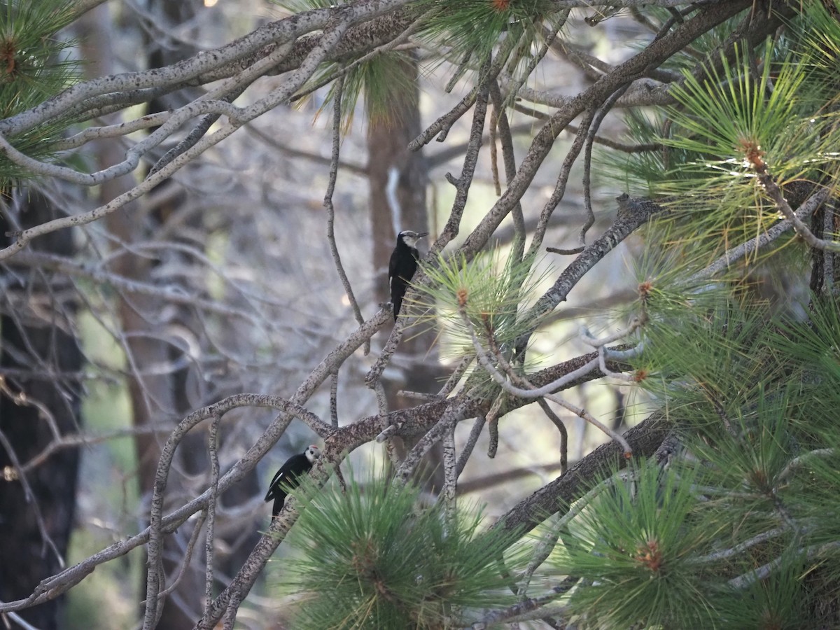 White-headed Woodpecker - ML622134742