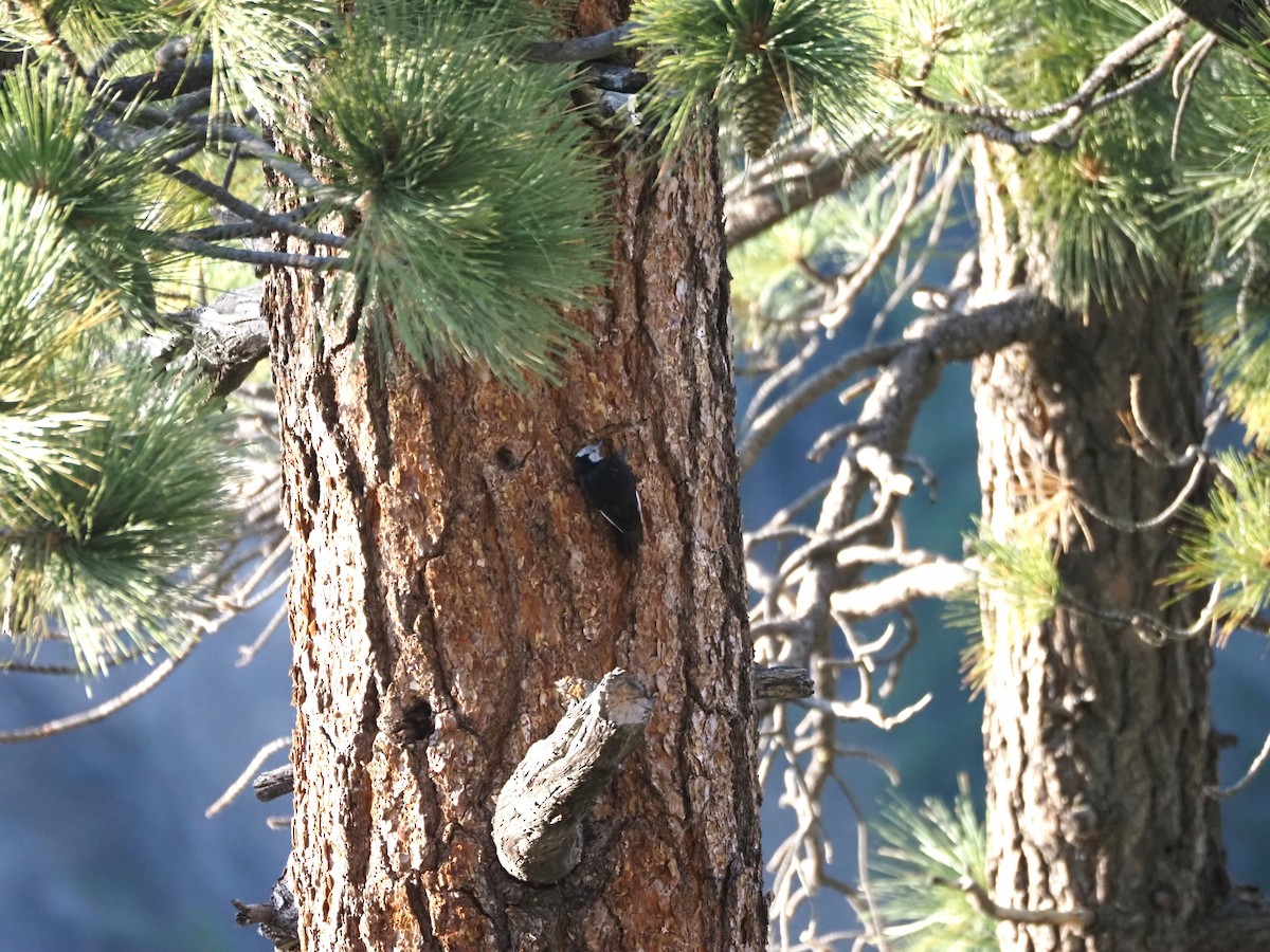 White-headed Woodpecker - ML622134743