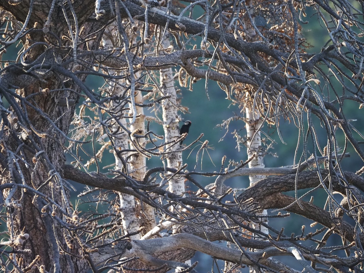 White-headed Woodpecker - ML622134744