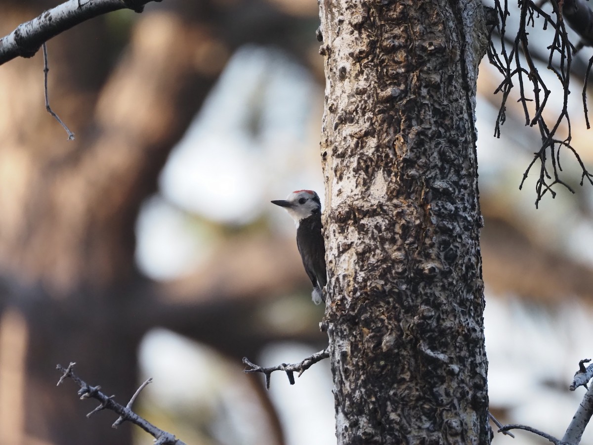 White-headed Woodpecker - ML622134745