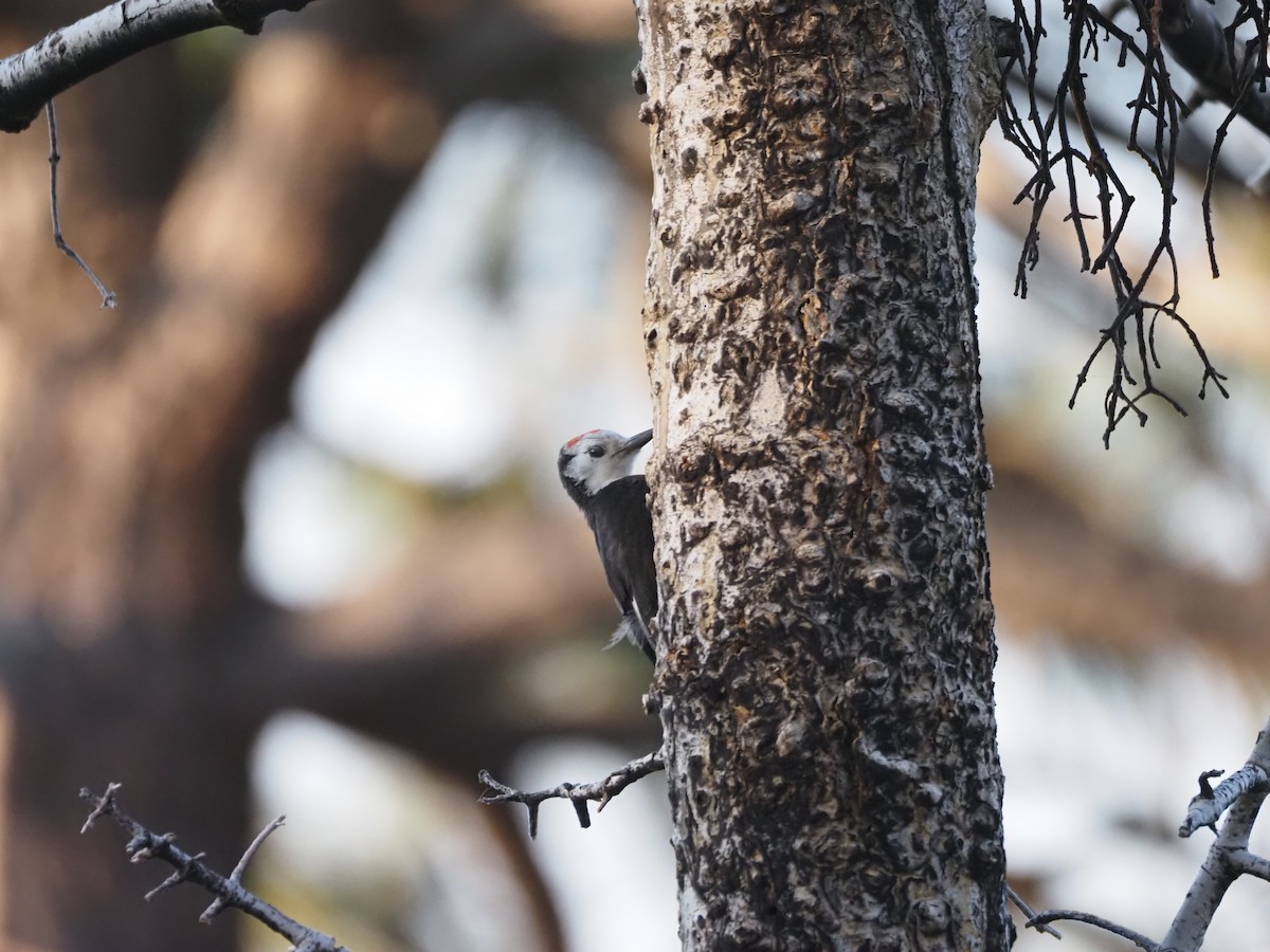 White-headed Woodpecker - ML622134746