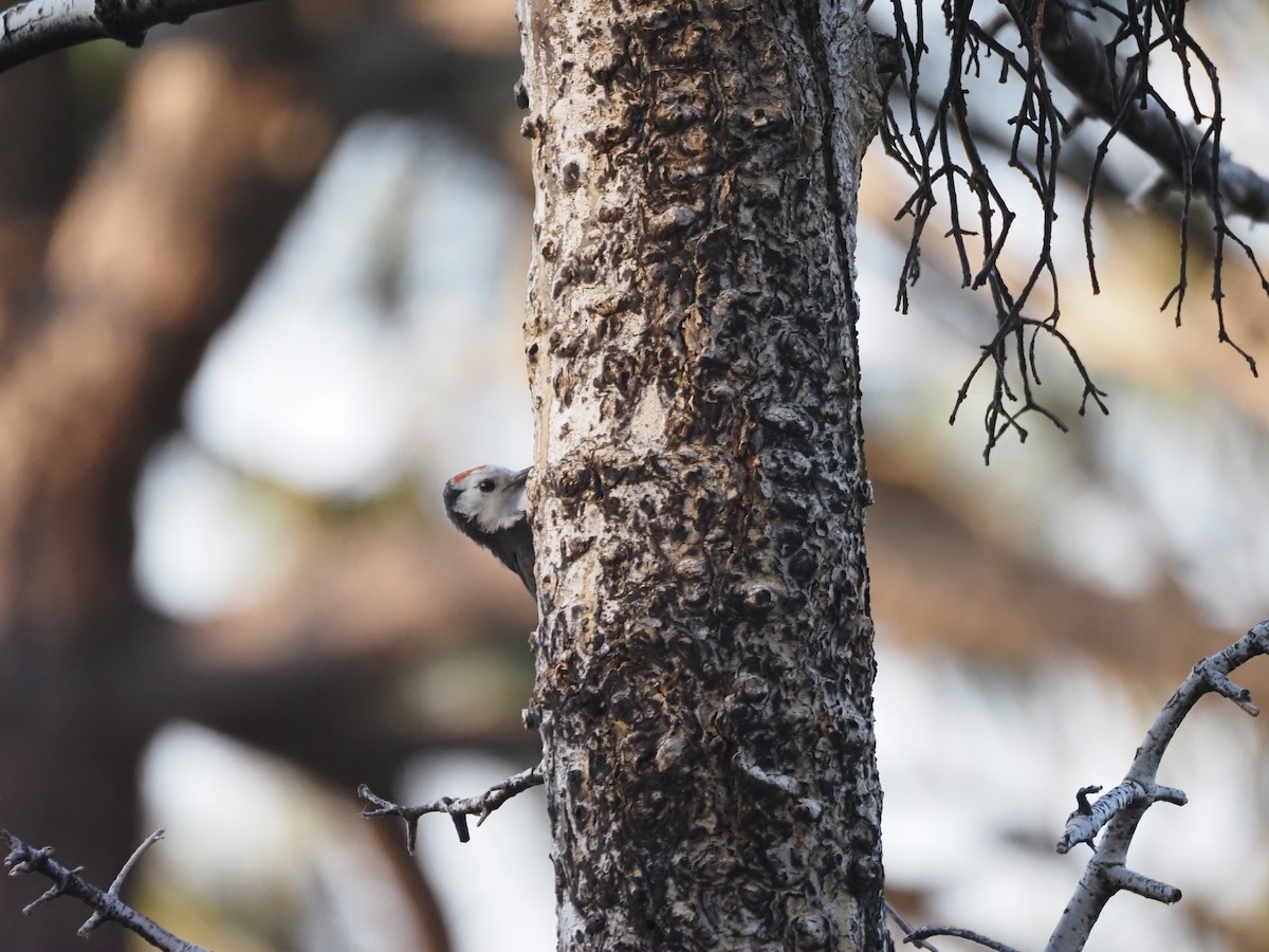 White-headed Woodpecker - ML622134747