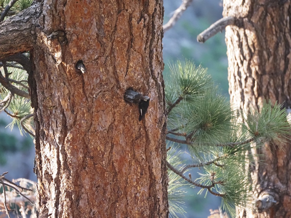 White-headed Woodpecker - ML622134748