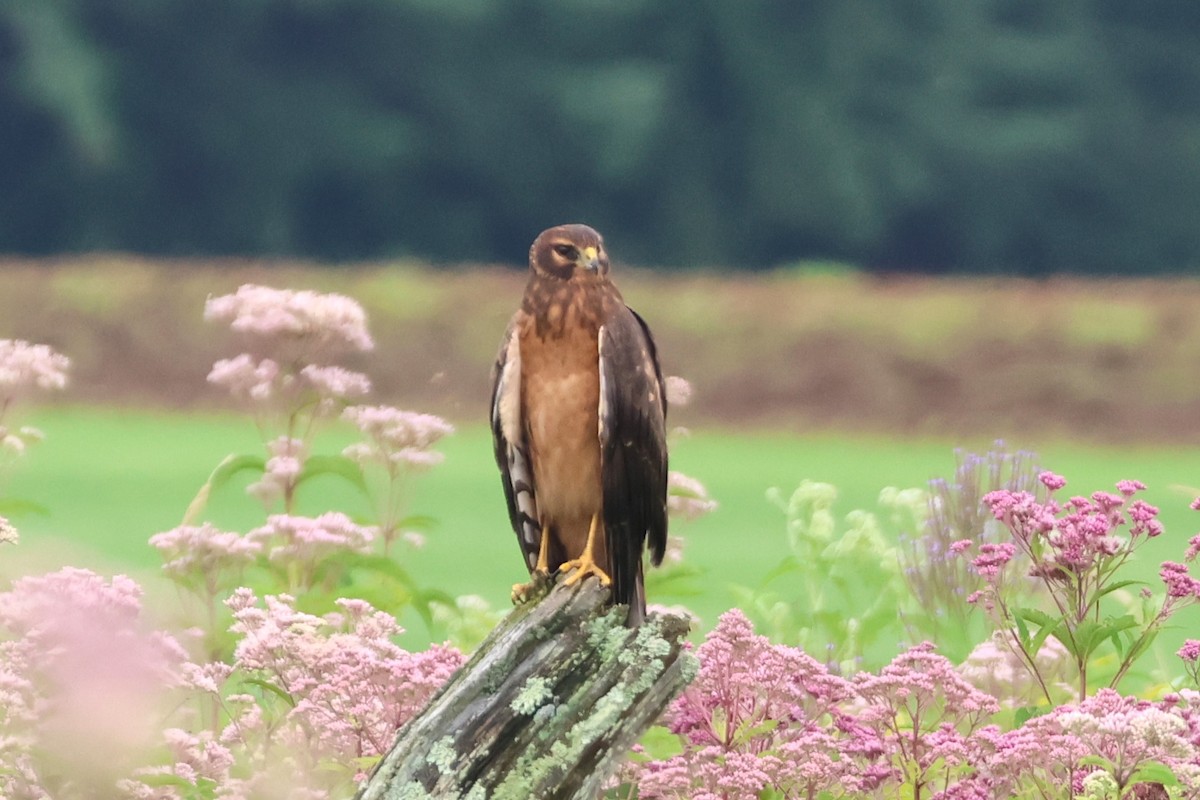 Northern Harrier - ML622134749