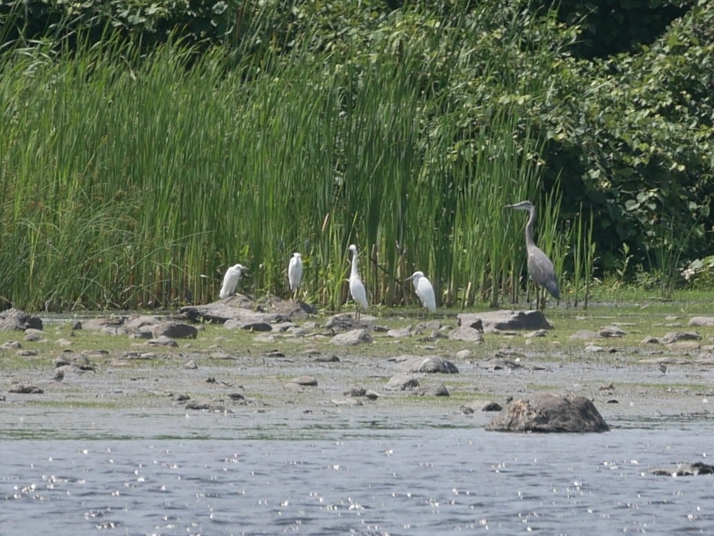 Snowy Egret - ML622134750