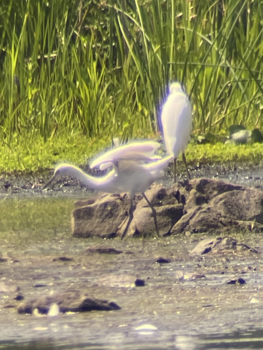 Snowy Egret - Reade Everett