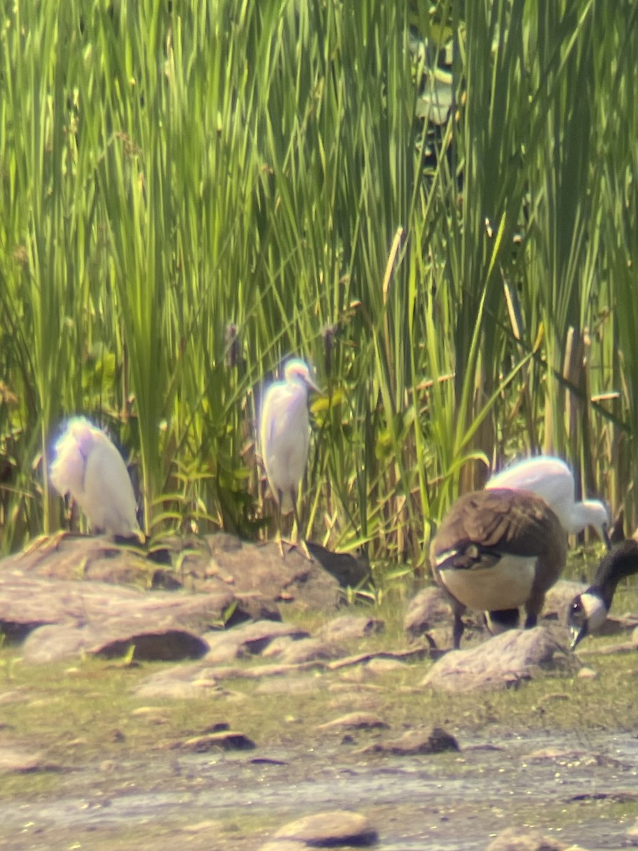 Snowy Egret - ML622134753