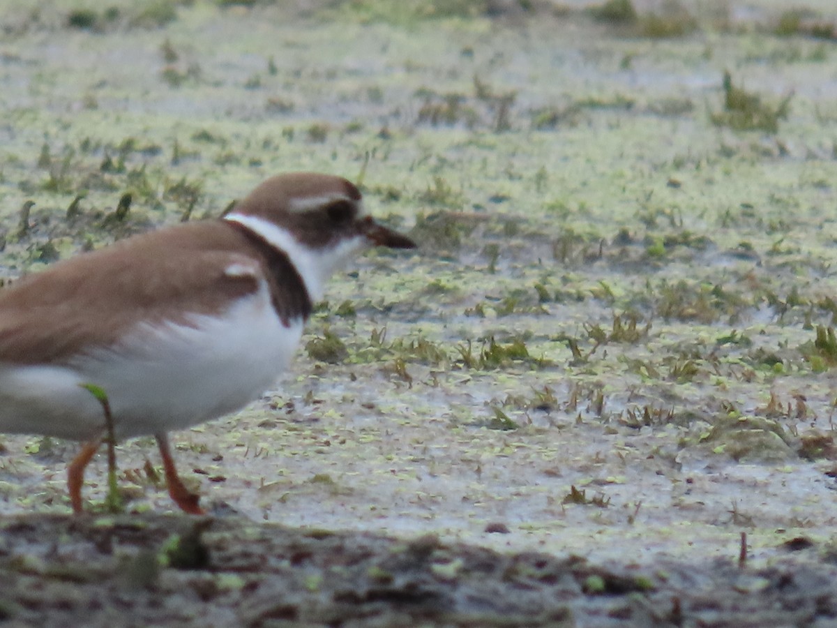 Semipalmated Plover - ML622134756
