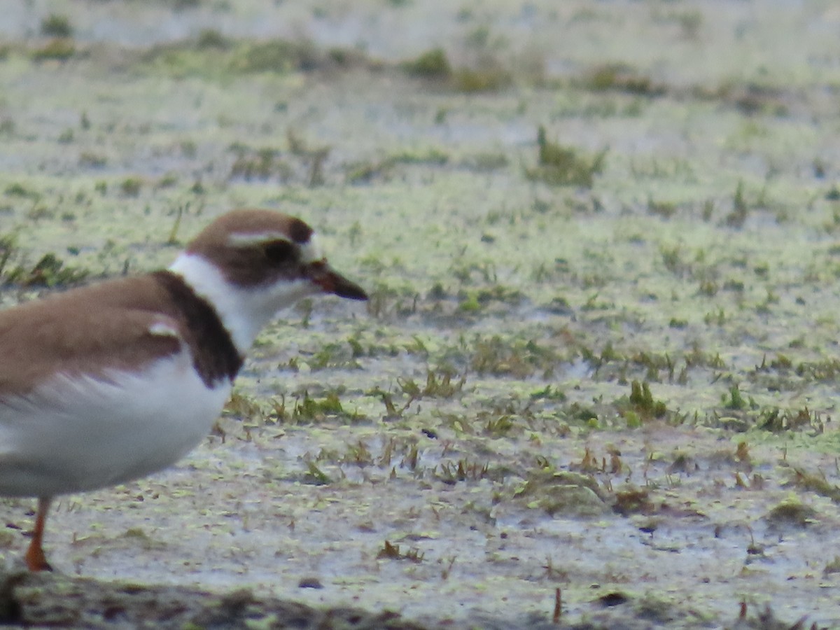 Semipalmated Plover - ML622134758