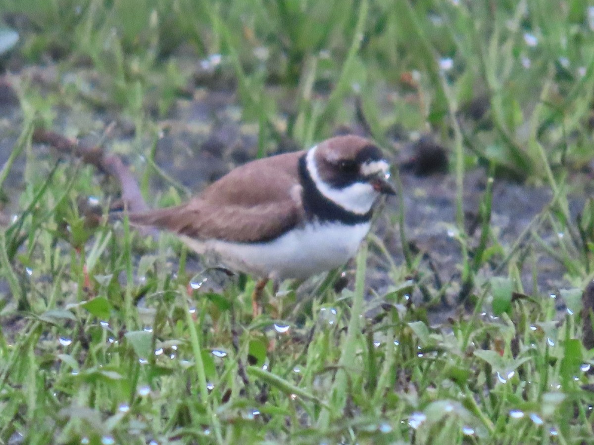 Semipalmated Plover - ML622134759