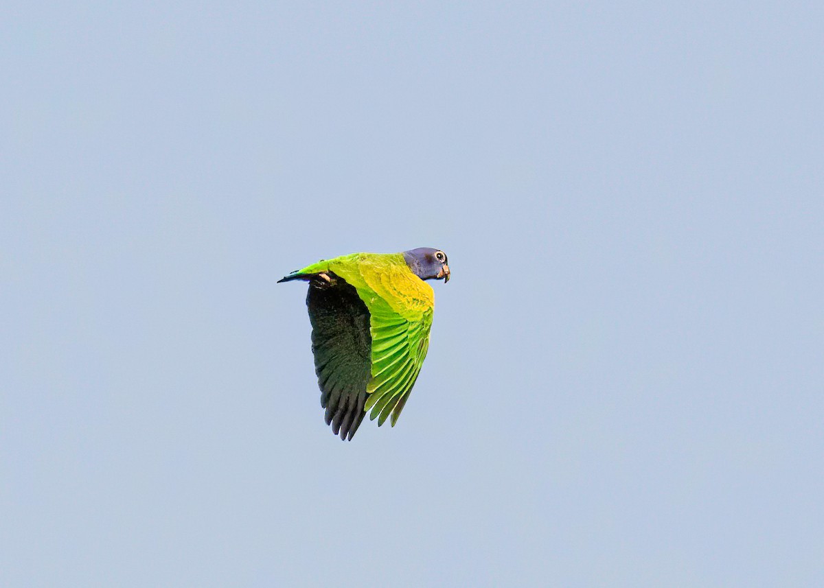 Blue-headed Parrot - ML622134761