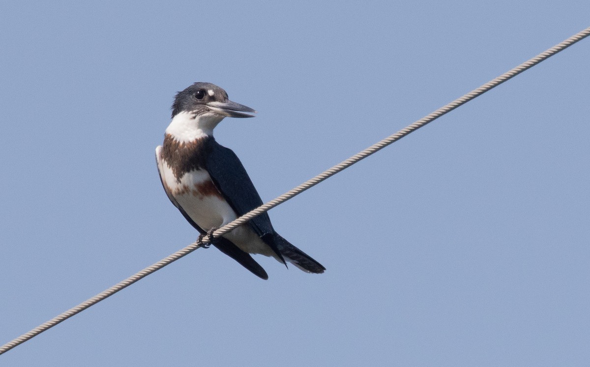 Belted Kingfisher - ML622134762