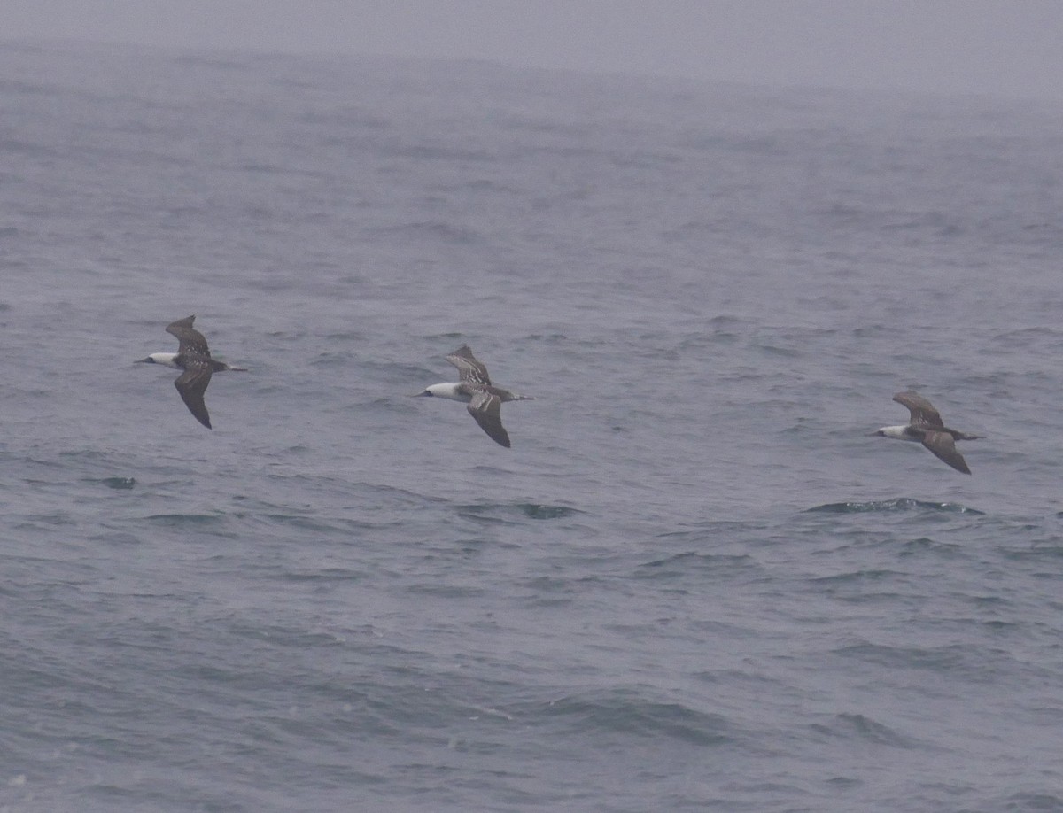 Peruvian Booby - ML622134763