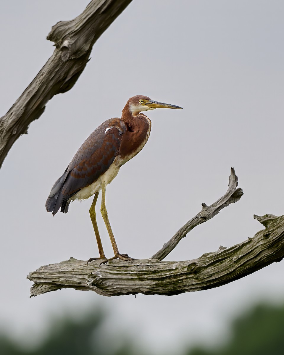 Tricolored Heron - ML622134764