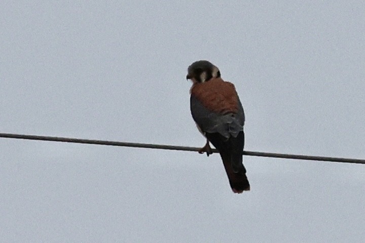 American Kestrel - Mary Cantrell