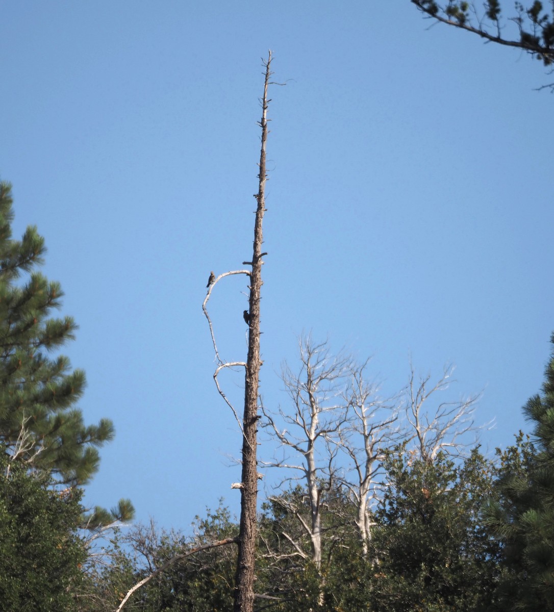 Northern Flicker - ML622134766