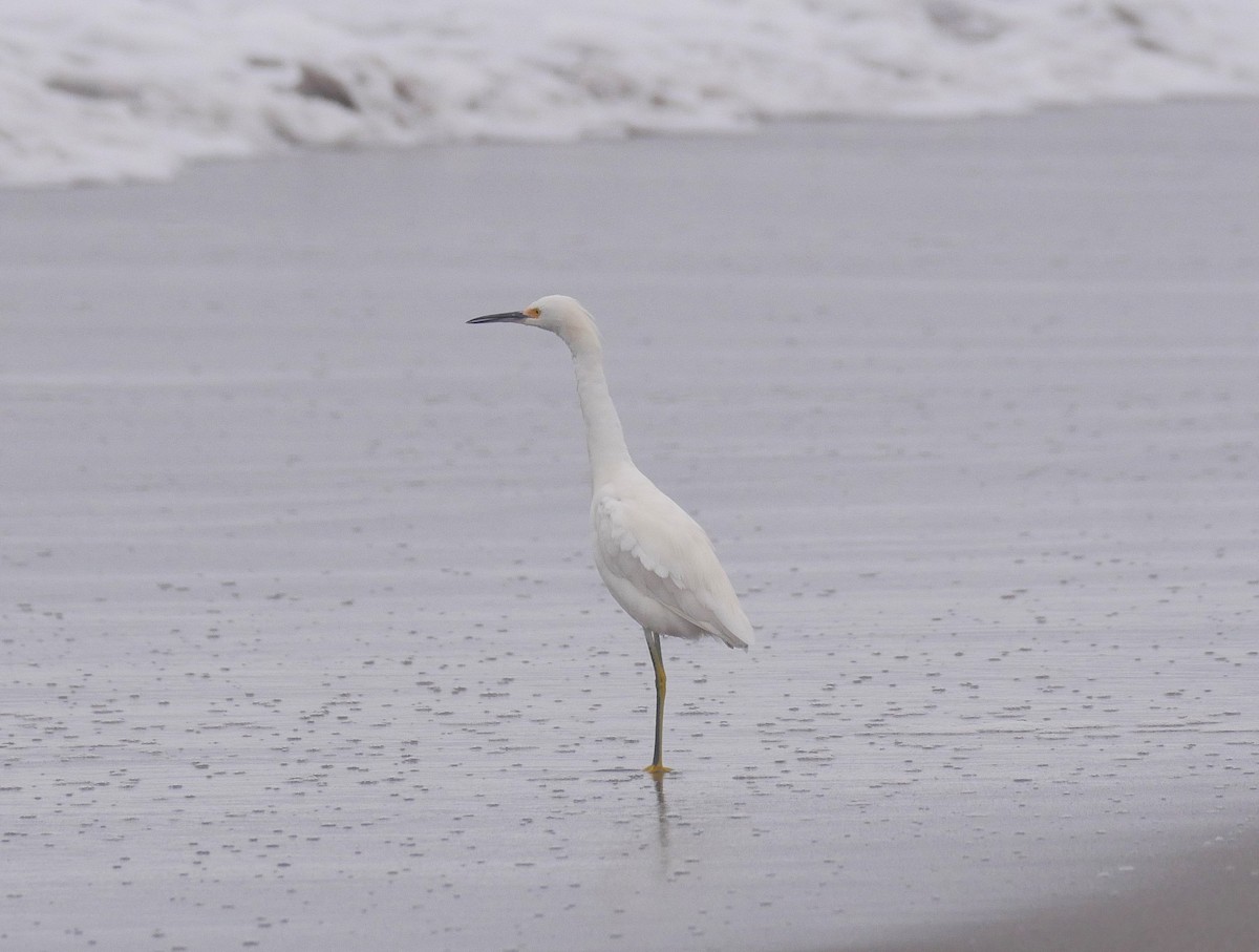 Snowy Egret - ML622134767