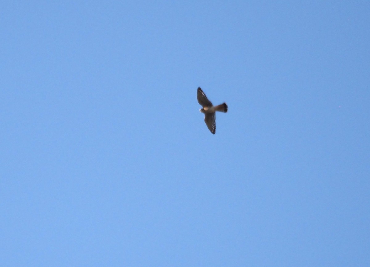 American Kestrel - ML622134769