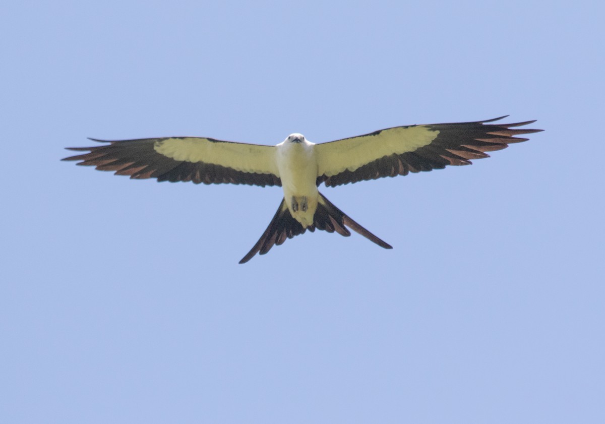 Swallow-tailed Kite - ML622134798