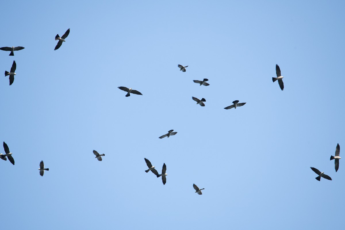 Mississippi Kite - Trevor Ambrico