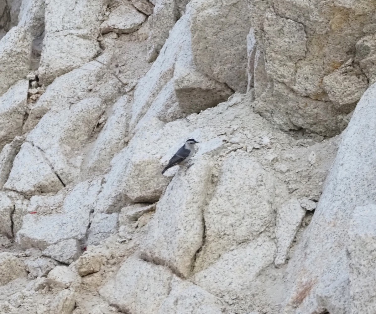 White-breasted Nuthatch - ML622134807