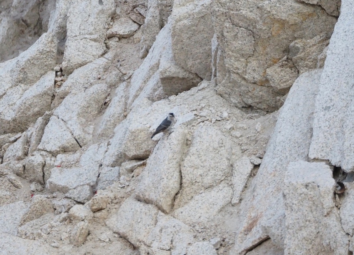 White-breasted Nuthatch - ML622134808