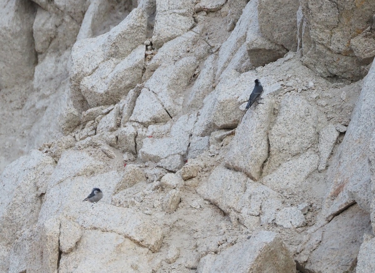 White-breasted Nuthatch - ML622134810