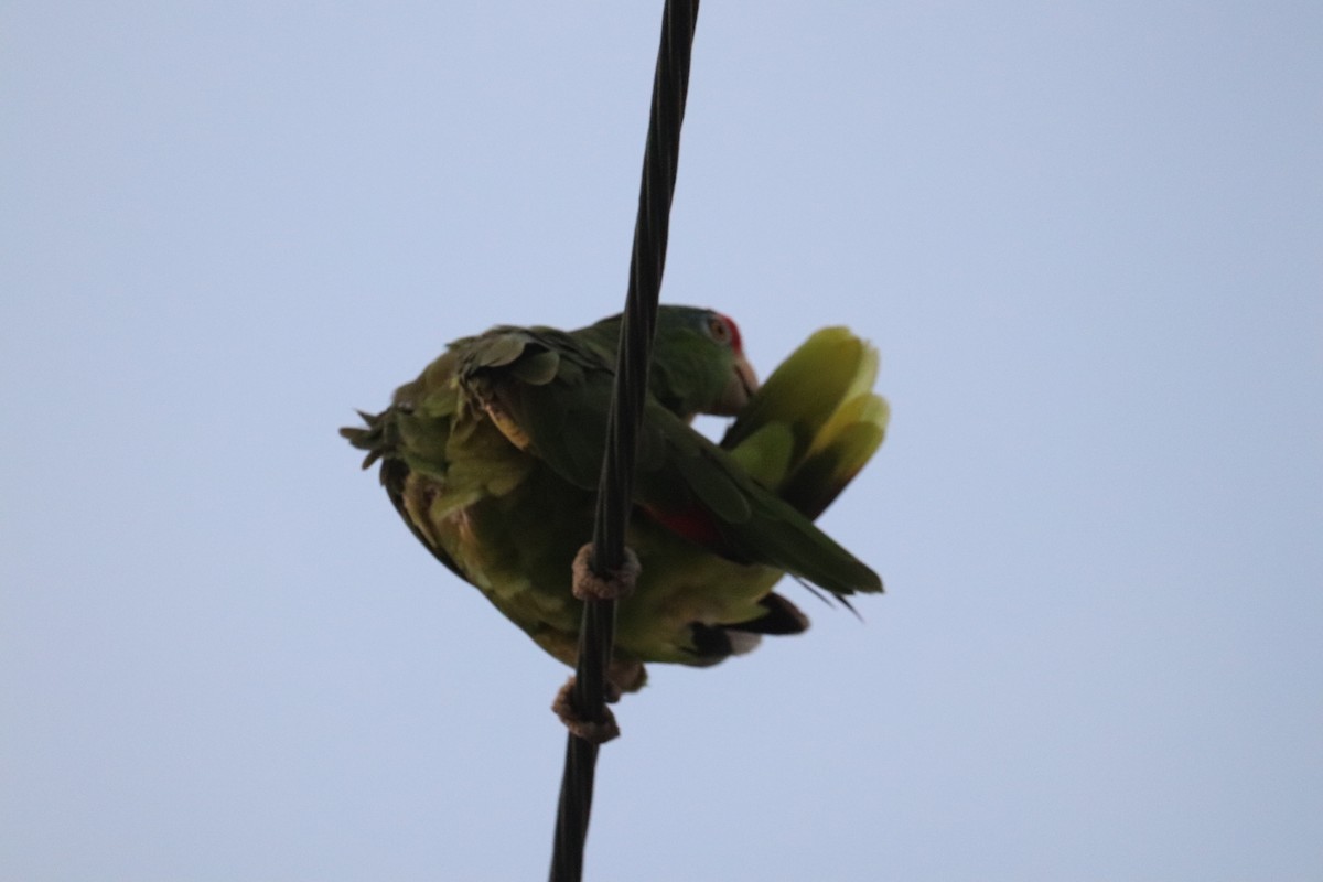 Red-crowned Parrot - ML622134813