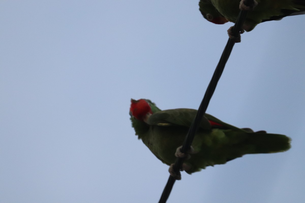 Red-crowned Parrot - ML622134814