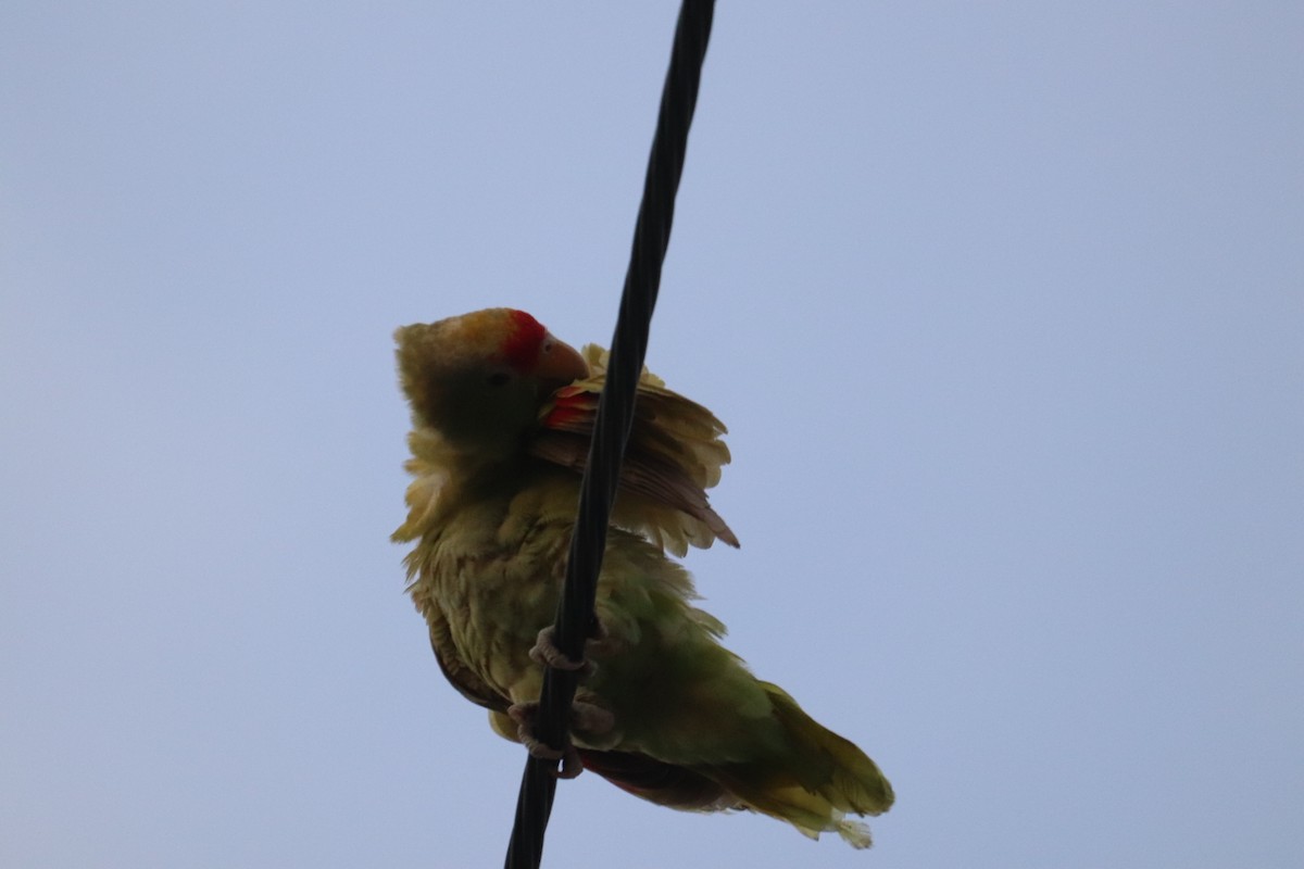 Red-crowned Parrot - ML622134815