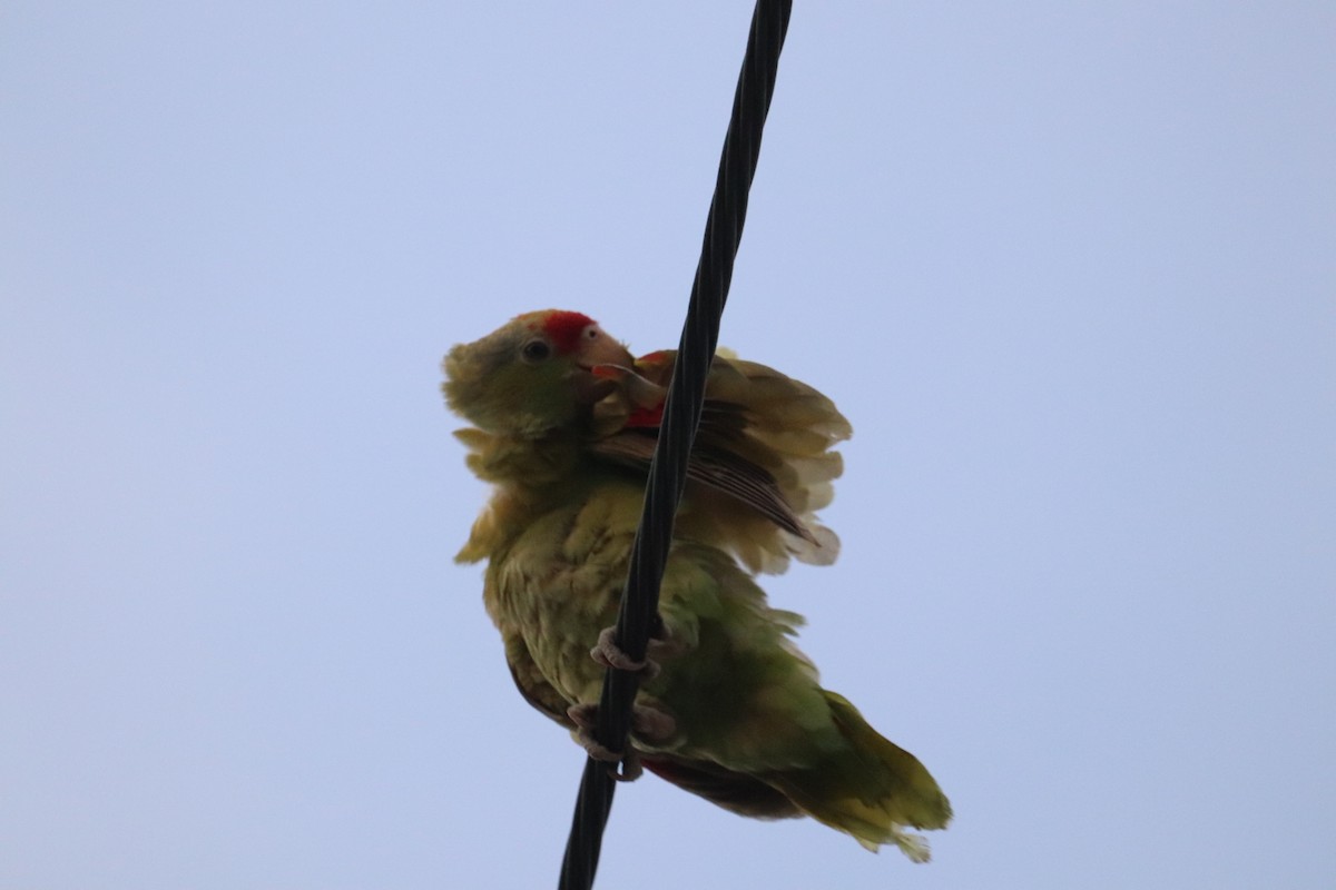 Red-crowned Parrot - ML622134816