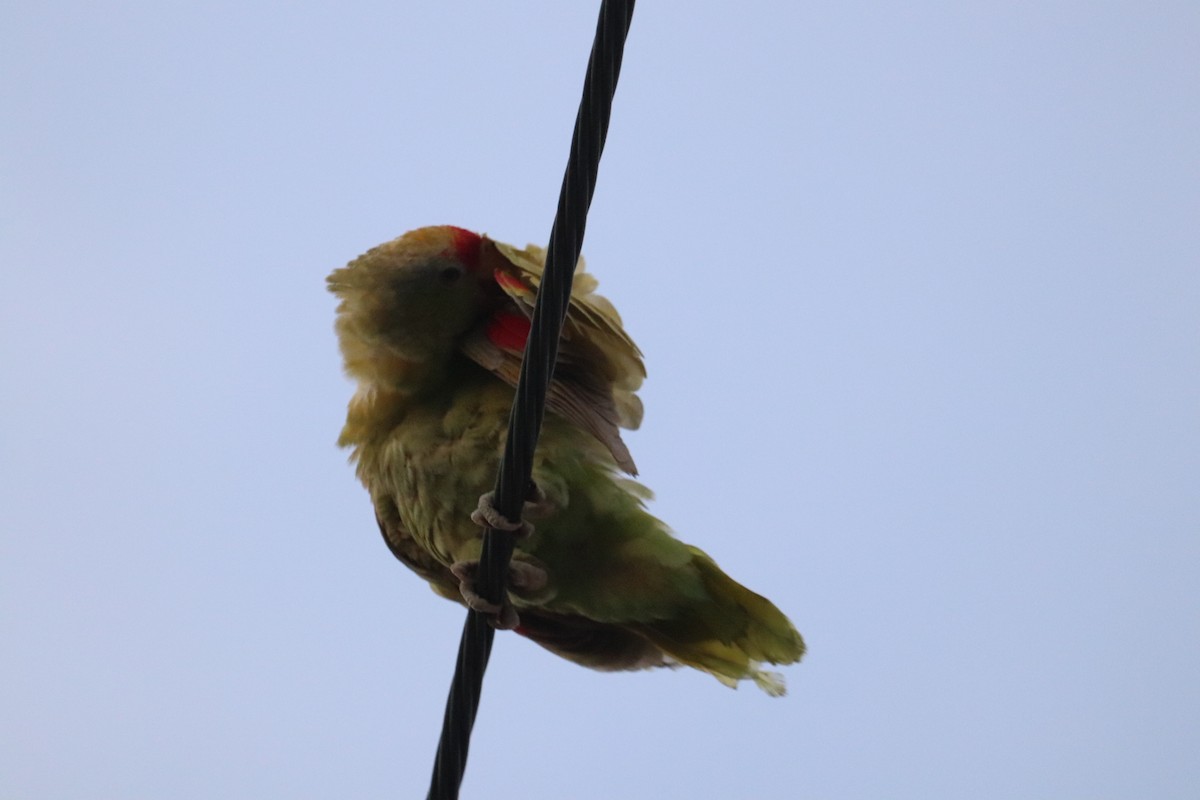 Red-crowned Parrot - ML622134818