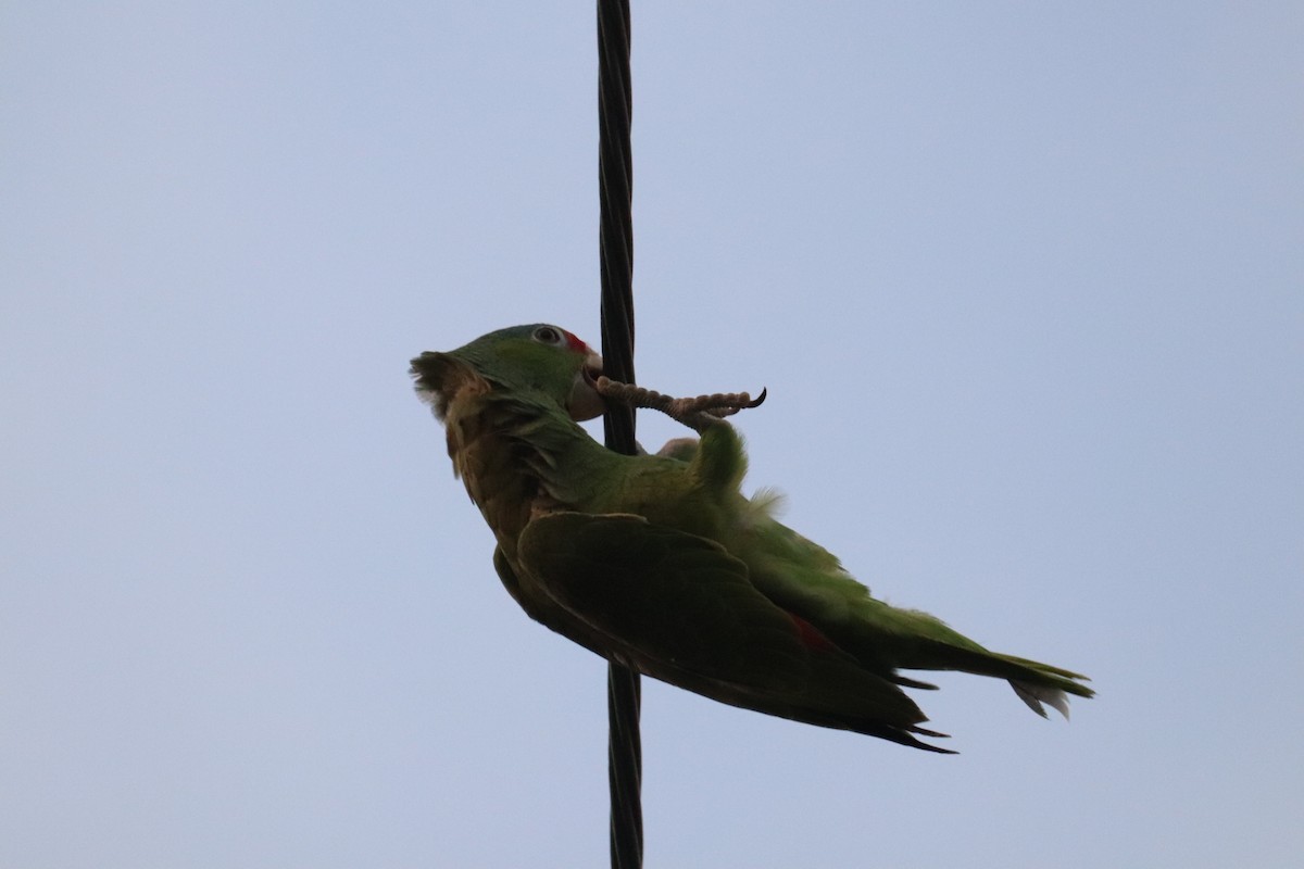 Red-crowned Parrot - ML622134820