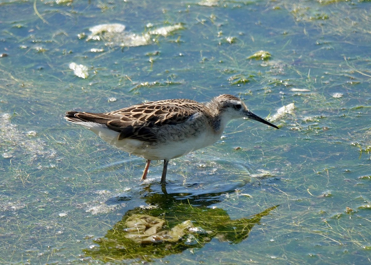 Wilson's Phalarope - ML622134823