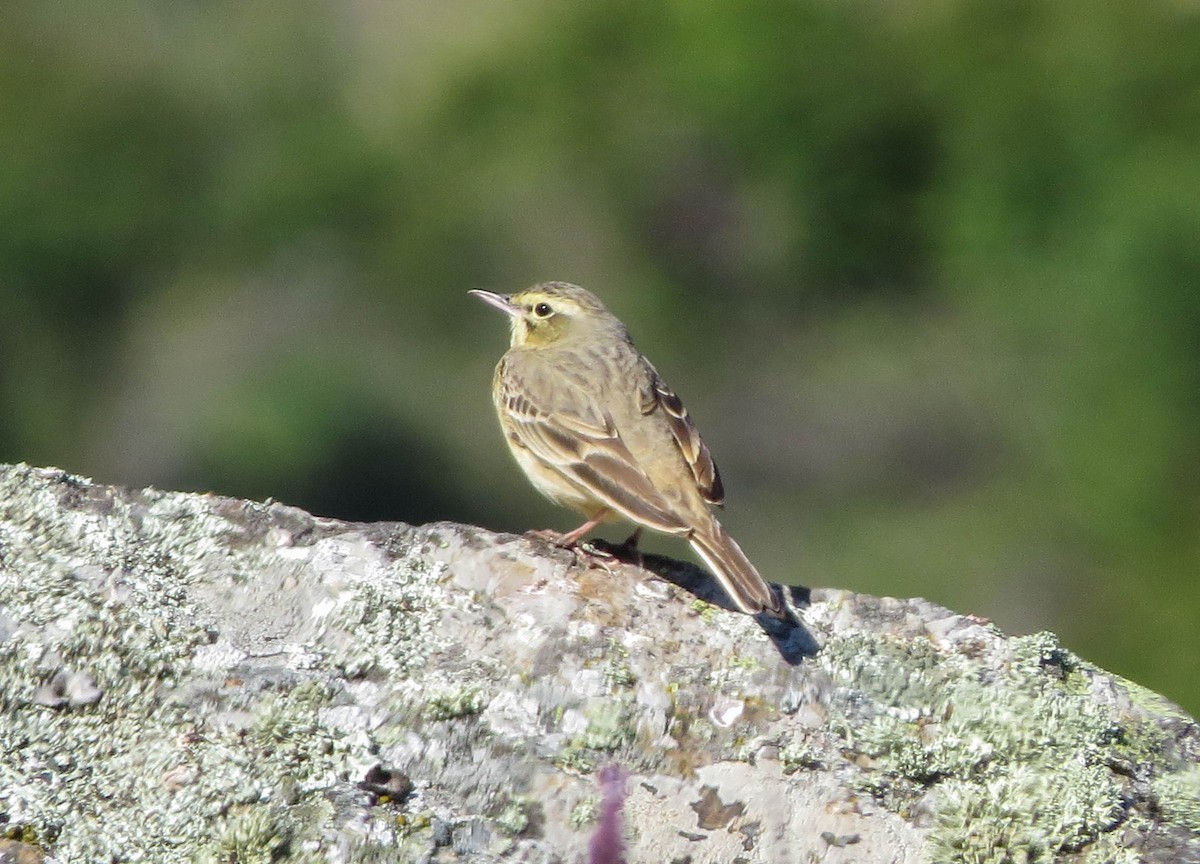 Tawny Pipit - ML622134824