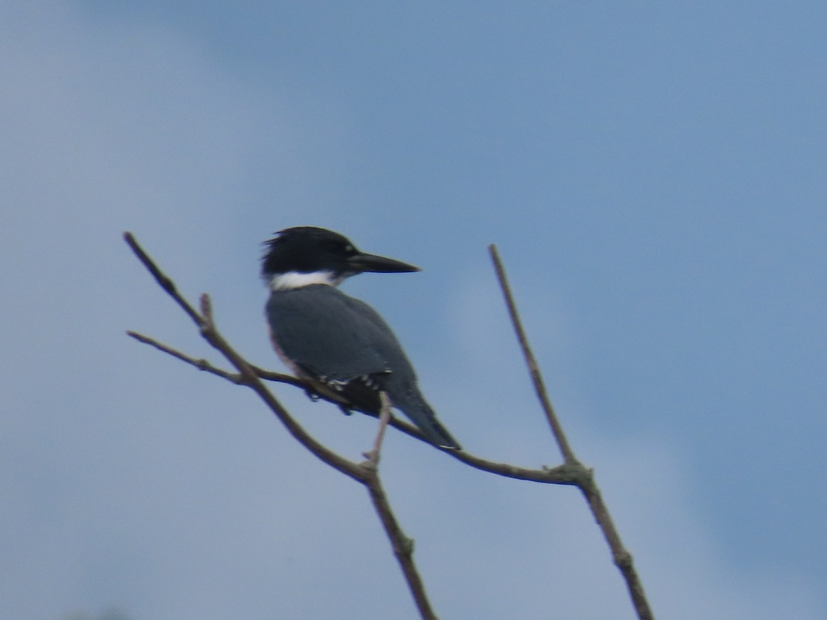 Belted Kingfisher - ML622134825