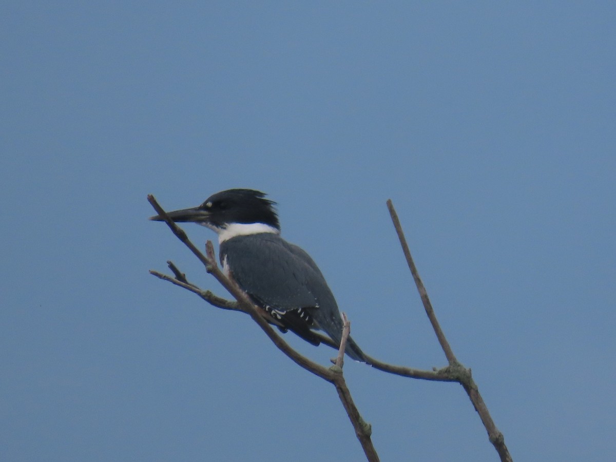 Belted Kingfisher - ML622134826