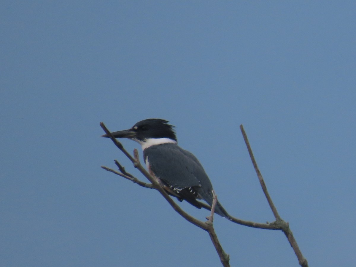 Belted Kingfisher - ML622134827