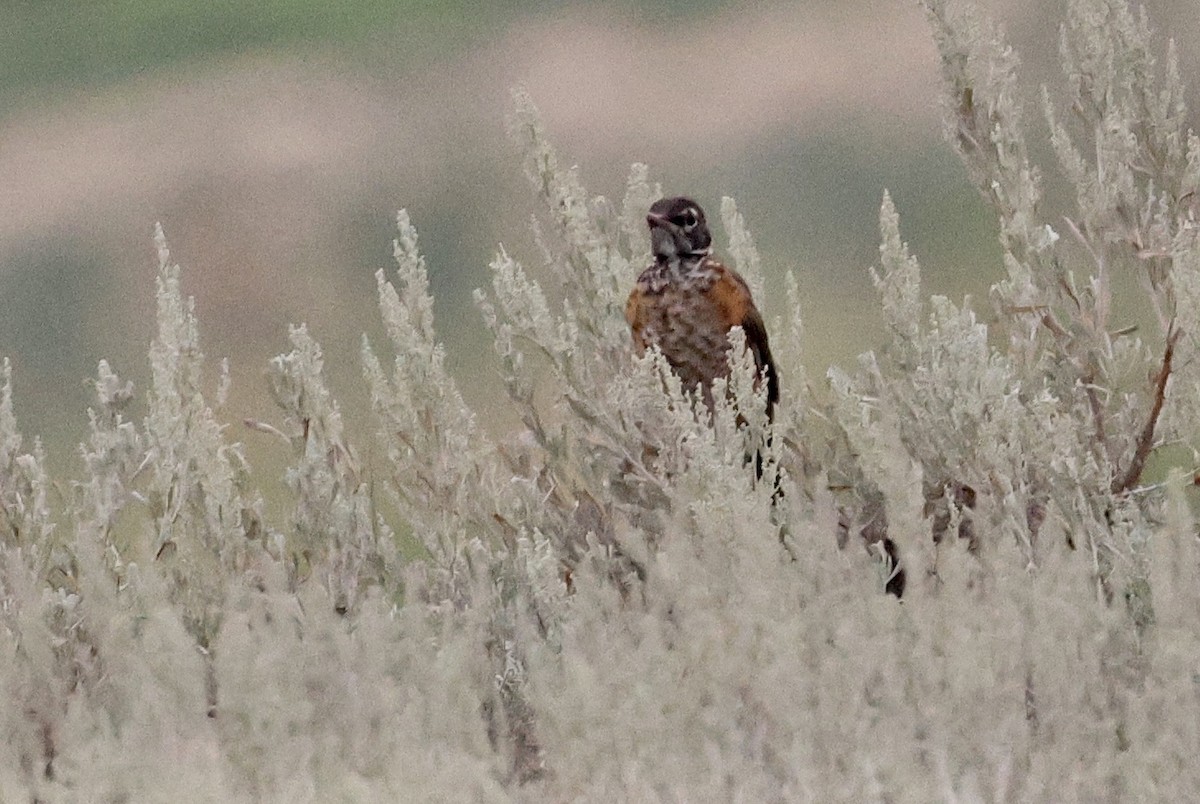 American Robin - ML622134828