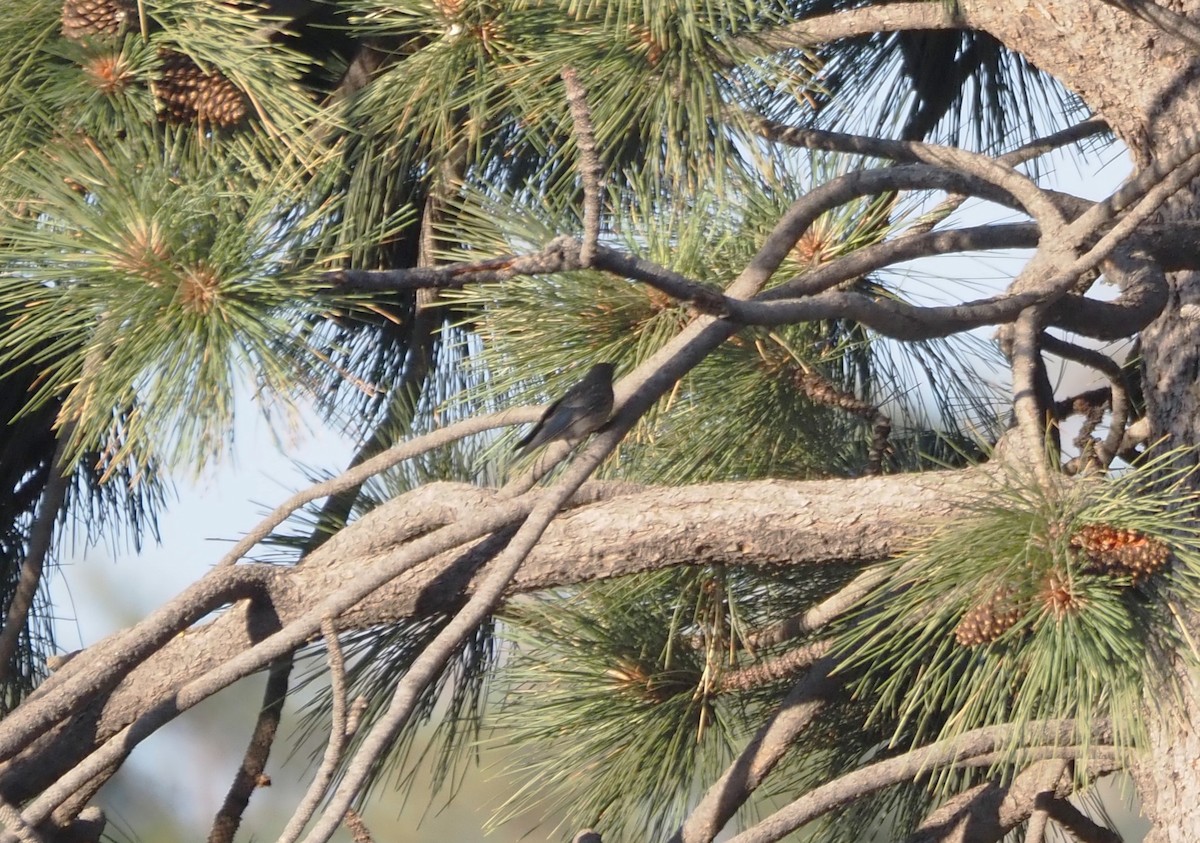 Western Bluebird - ML622134829