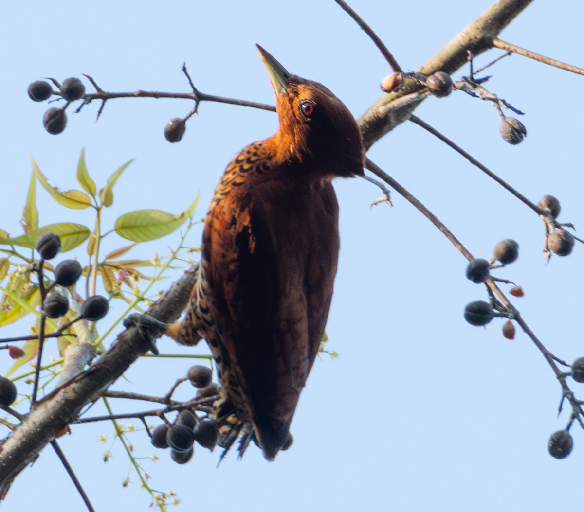 Cinnamon Woodpecker - ML622134831