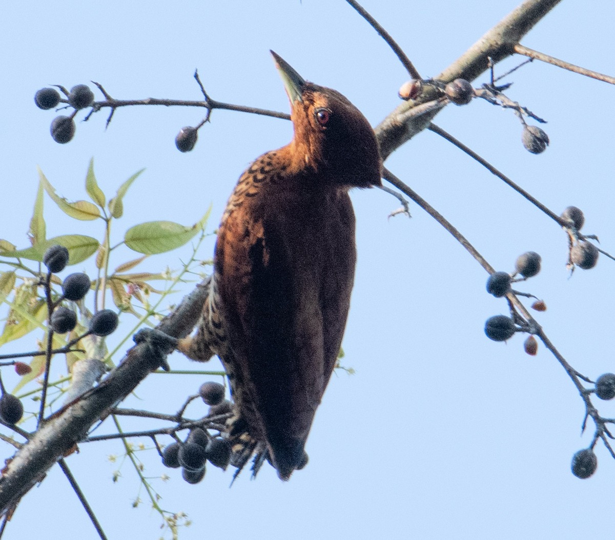 Cinnamon Woodpecker - ML622134832