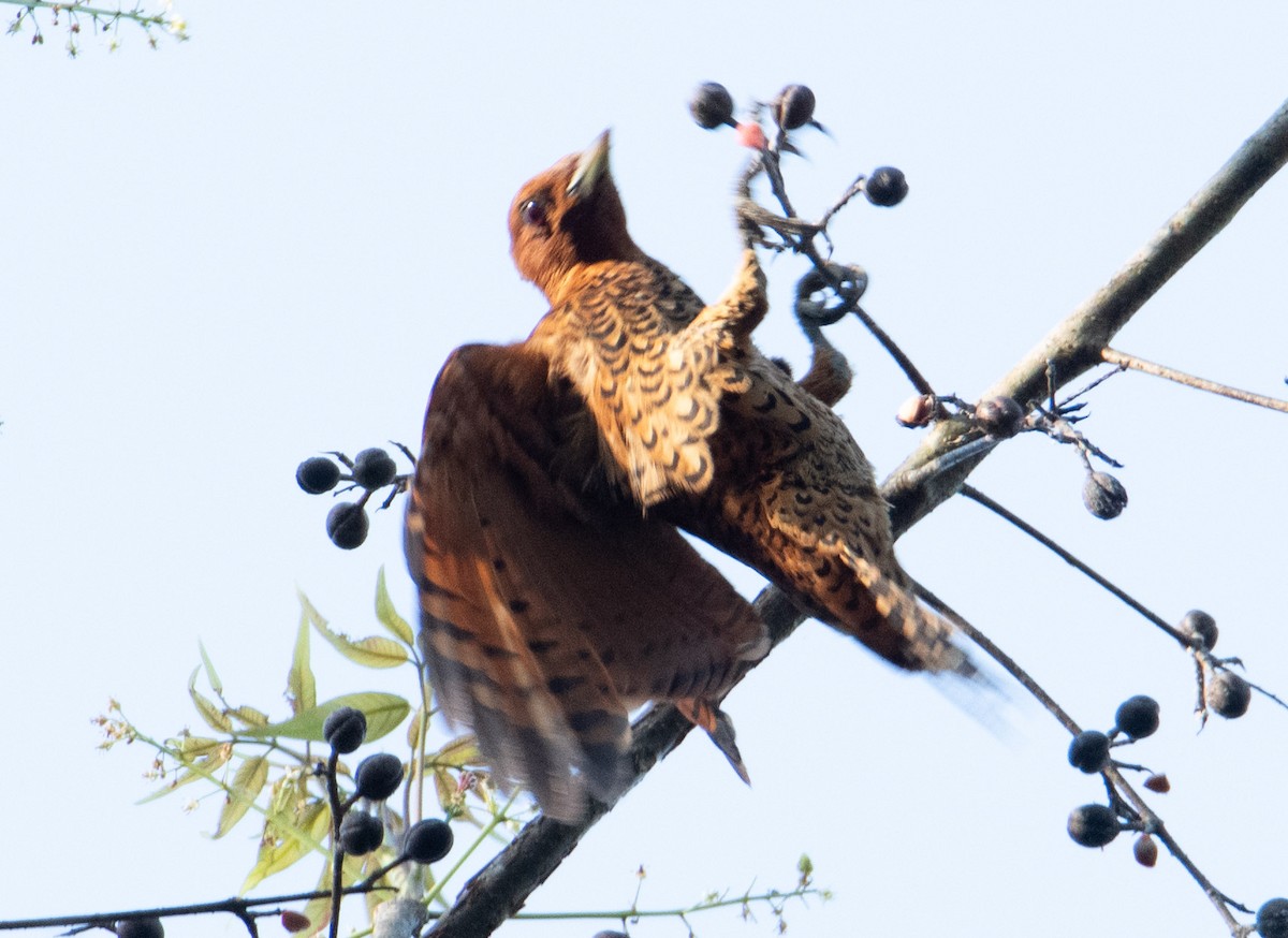 Cinnamon Woodpecker - ML622134833